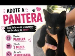 Gato raça SRD-ViraLata idade 2 a 6 meses nome Pantera