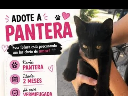 Gato raça SRD-ViraLata idade 2 a 6 meses nome Pantera