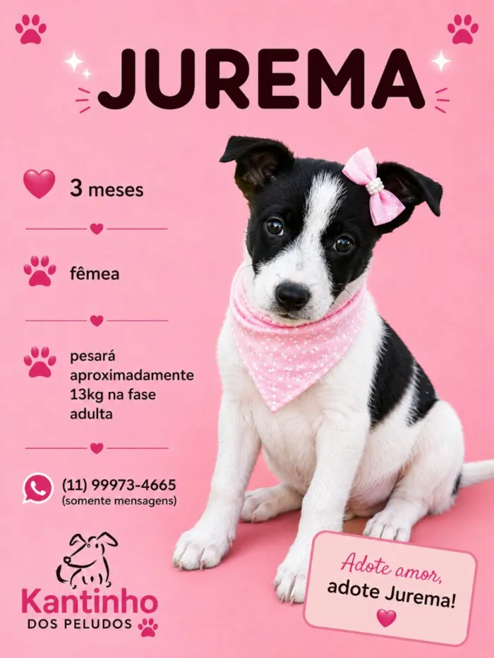 Cachorro raça SRD-ViraLata idade 2 a 6 meses nome Jurema