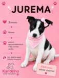 Jurema