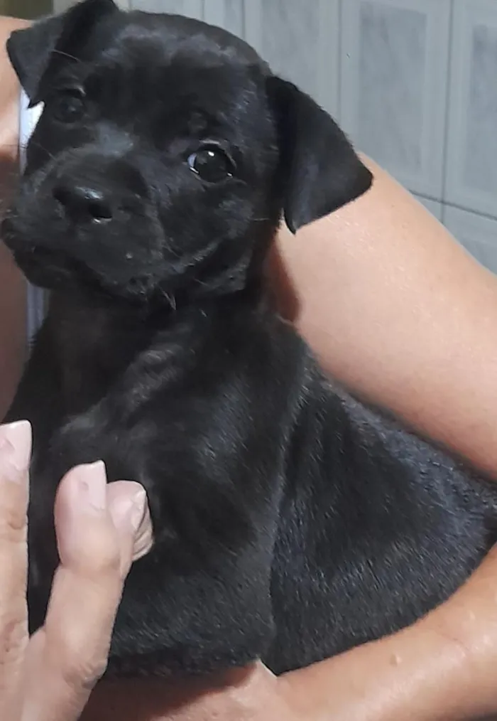Cachorro raça SRD-ViraLata idade 2 a 6 meses nome Amora