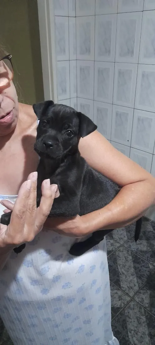 Cachorro raça SRD-ViraLata idade 2 a 6 meses nome Amora
