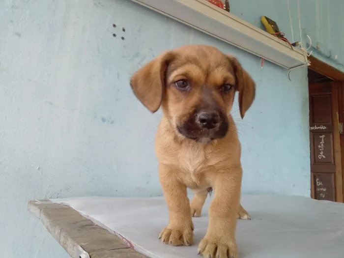 Cachorro raça SRD-ViraLata idade 2 a 6 meses nome Pingo 