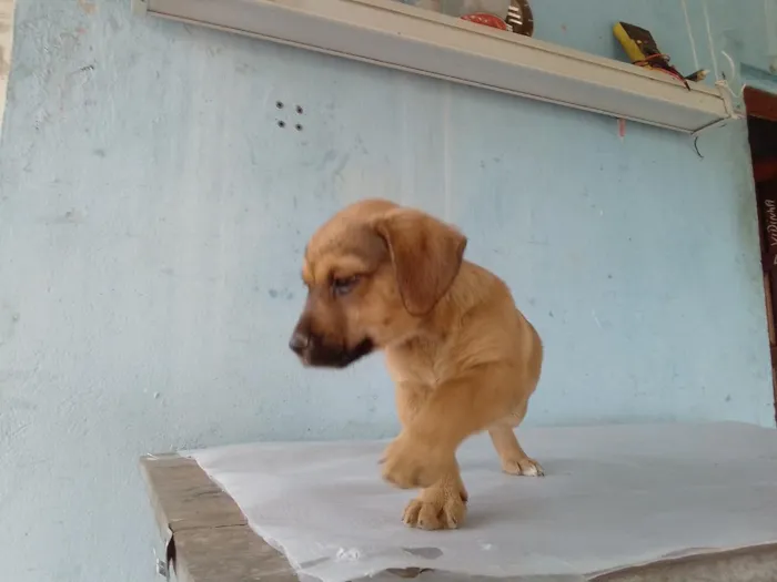 Cachorro raça SRD-ViraLata idade 2 a 6 meses nome Pingo 