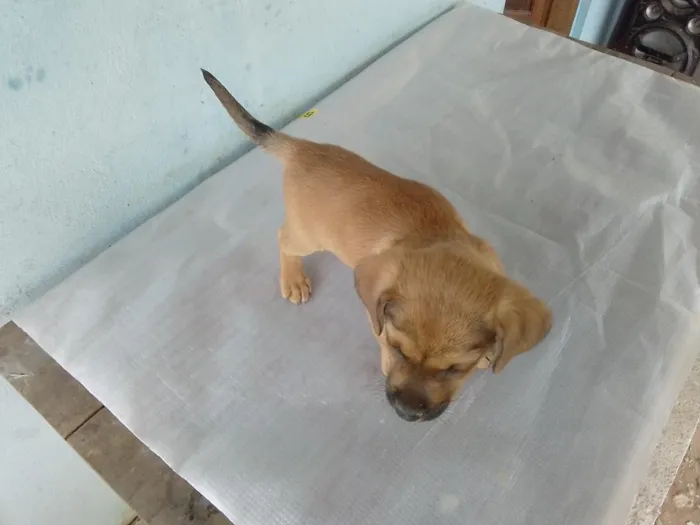 Cachorro raça SRD-ViraLata idade 2 a 6 meses nome Pingo 