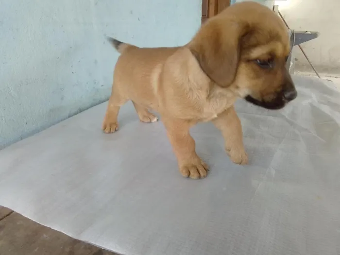 Cachorro raça SRD-ViraLata idade 2 a 6 meses nome Pingo 
