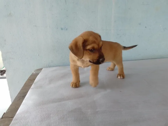 Cachorro raça SRD-ViraLata idade 2 a 6 meses nome Pingo 