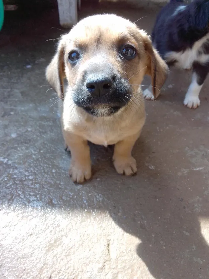 Cachorro raça SRD-ViraLata idade 2 a 6 meses nome Pingo 