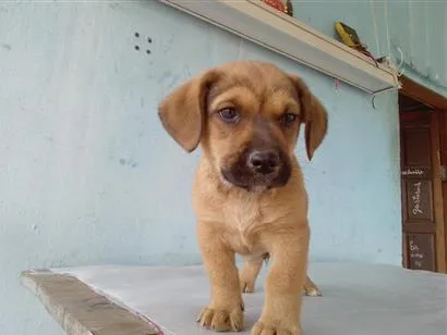 Cachorro raça SRD-ViraLata idade 2 a 6 meses nome Pingo 