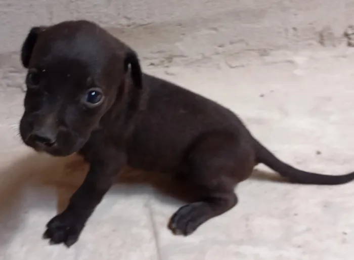 Cachorro raça SRD-ViraLata idade Abaixo de 2 meses nome Filhotes