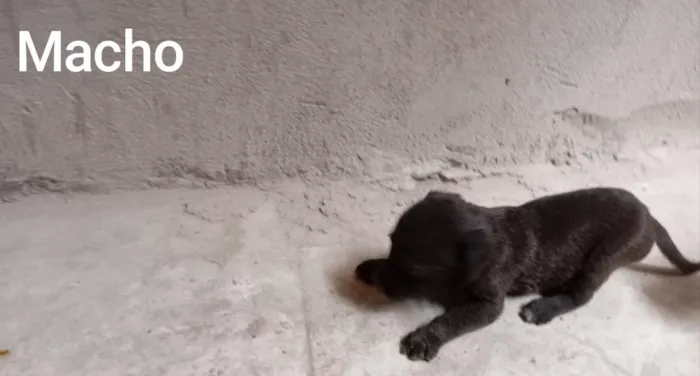 Cachorro raça SRD-ViraLata idade Abaixo de 2 meses nome Filhotes