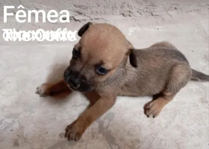 Cachorro raça SRD-ViraLata idade Abaixo de 2 meses nome Filhotes