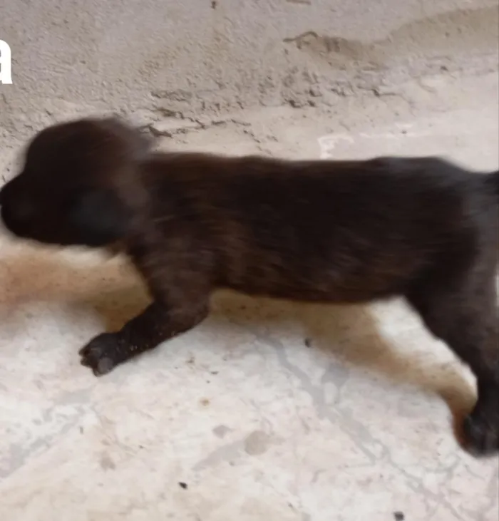 Cachorro raça SRD-ViraLata idade Abaixo de 2 meses nome Filhotes