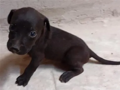 Cachorro raça SRD-ViraLata idade Abaixo de 2 meses nome Filhotes