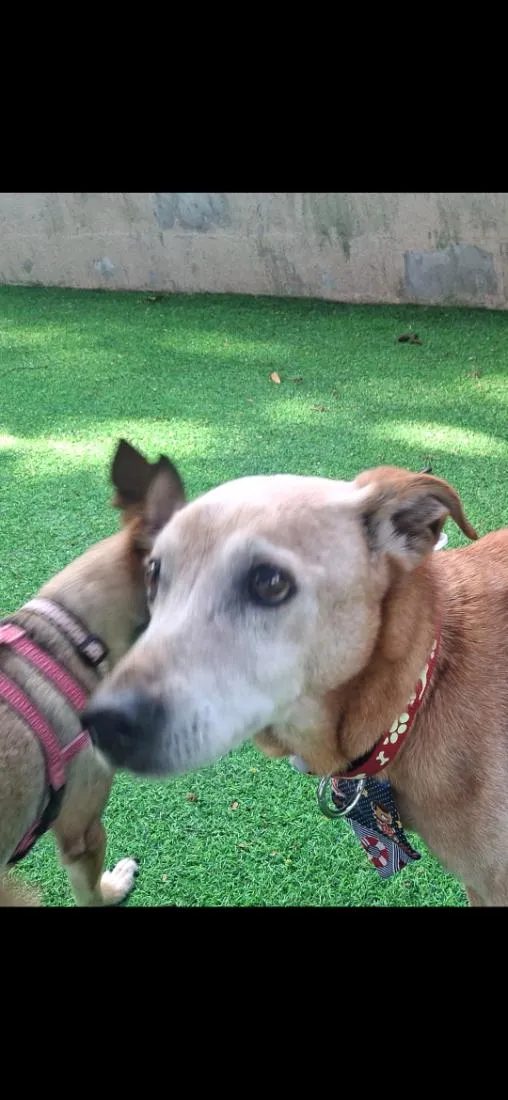 Cachorro raça SRD-ViraLata idade 6 ou mais anos nome Keila