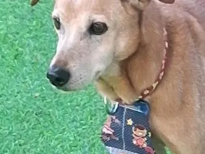 Cachorro raça SRD-ViraLata idade 6 ou mais anos nome Keila