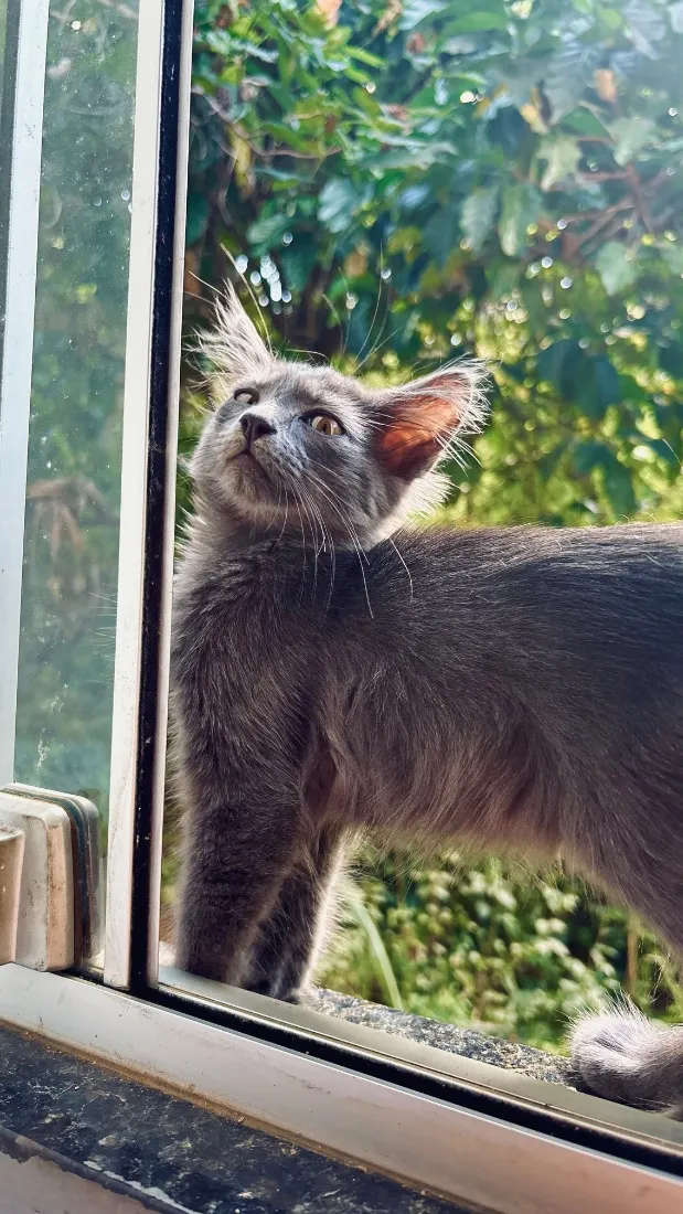 Gato raça SRD-ViraLata idade 2 a 6 meses nome Tomas