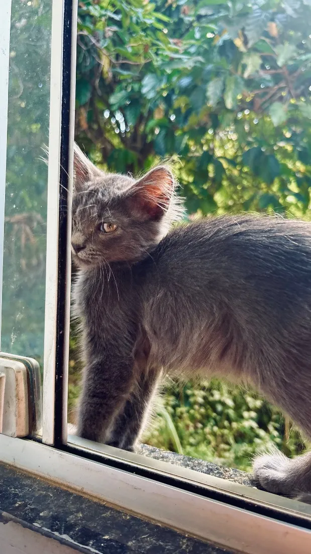 Gato raça SRD-ViraLata idade 2 a 6 meses nome Tomas