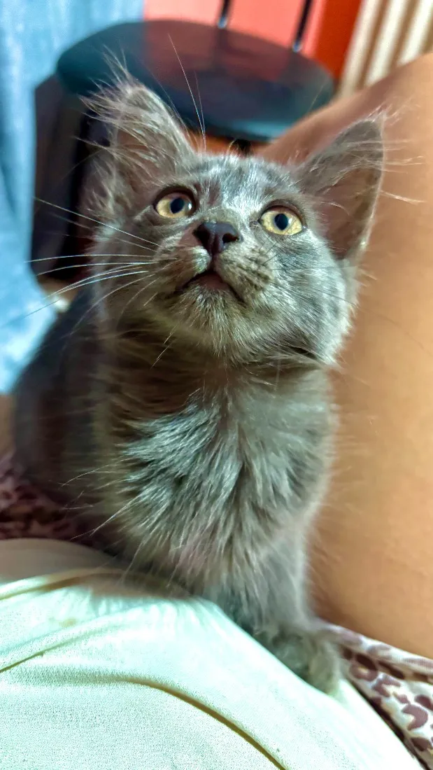 Gato raça SRD-ViraLata idade 2 a 6 meses nome Tomas
