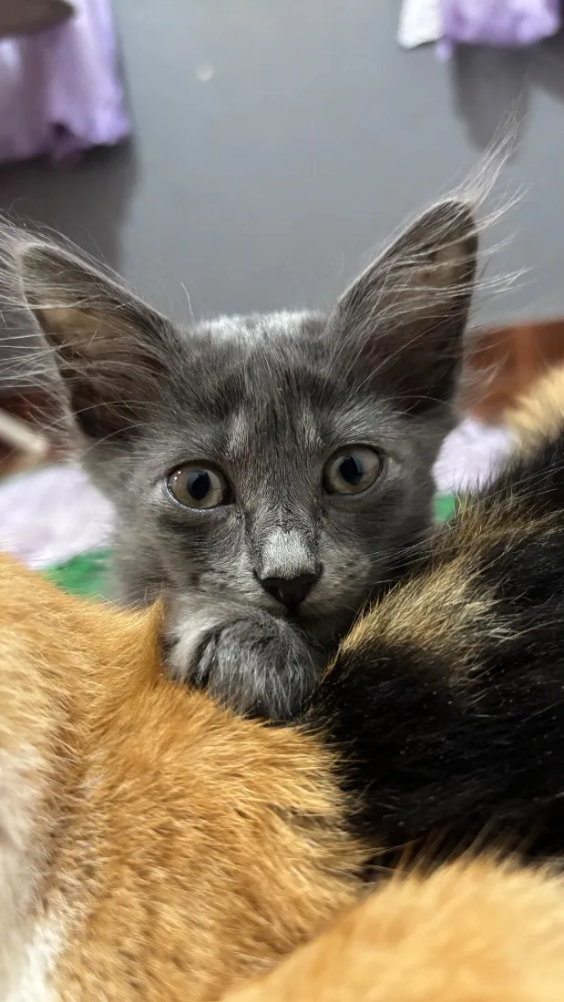 Gato raça SRD-ViraLata idade 2 a 6 meses nome Tomas