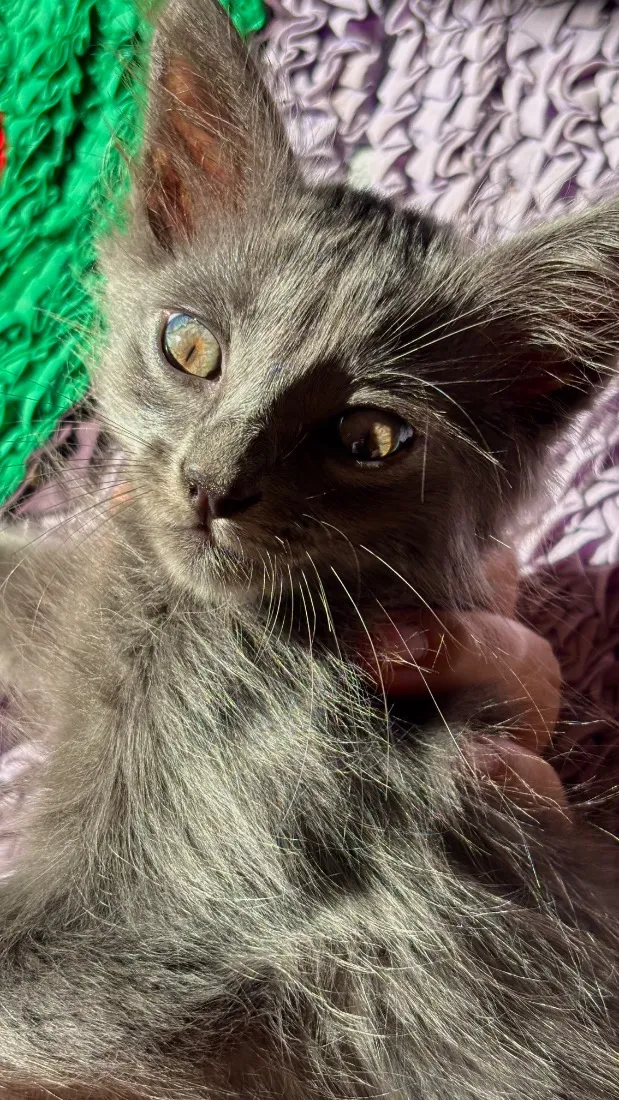 Gato raça SRD-ViraLata idade 2 a 6 meses nome Tomas
