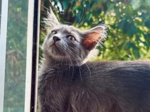 Gato raça SRD-ViraLata idade 2 a 6 meses nome Tomas