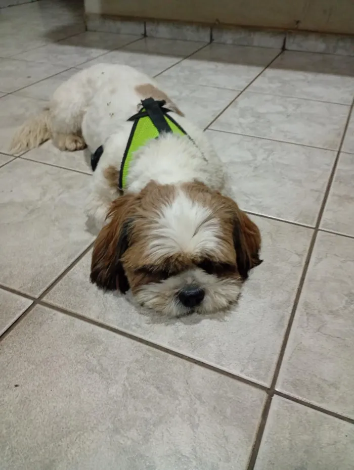 Cachorro raça Lhasa Apso idade 1 ano nome Nick