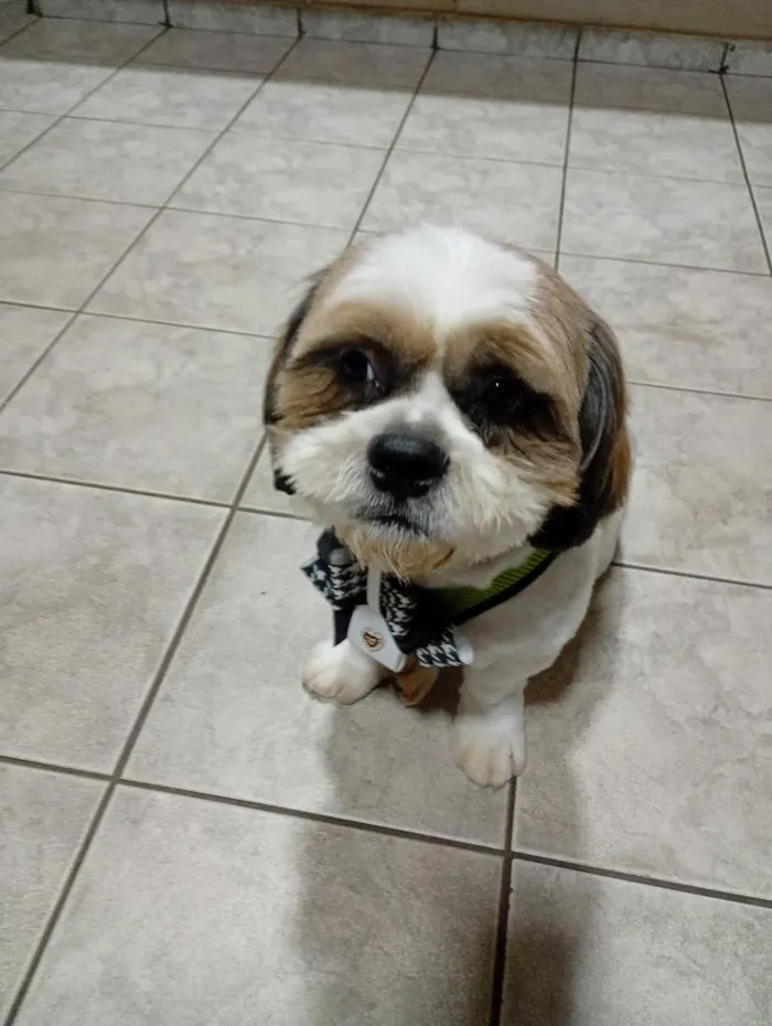Cachorro raça Lhasa Apso idade 1 ano nome Nick