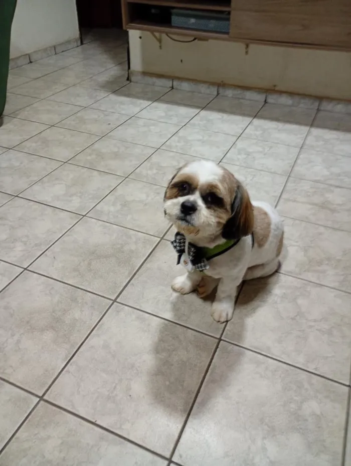Cachorro raça Lhasa Apso idade 1 ano nome Nick