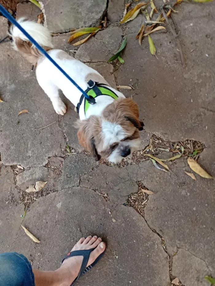 Cachorro raça Lhasa Apso idade 1 ano nome Nick