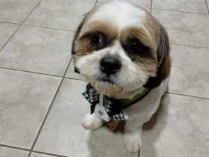 Cachorro raça Lhasa Apso idade 1 ano nome Nick