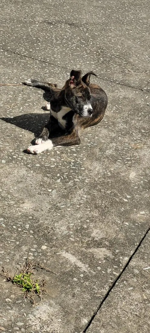 Cachorro raça SRD-ViraLata idade 7 a 11 meses nome Aika