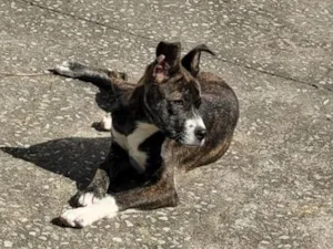 Cachorro raça SRD-ViraLata idade 7 a 11 meses nome Aika