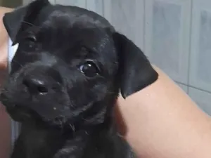 Cachorro raça SRD-ViraLata idade 2 a 6 meses nome Amora