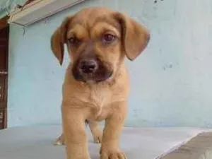 Cachorro raça SRD-ViraLata idade 2 a 6 meses nome Pingo 