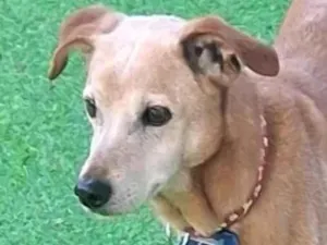 Cachorro raça SRD-ViraLata idade 6 ou mais anos nome Keila