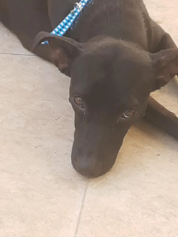 Cachorro raça SRD-ViraLata idade 7 a 11 meses nome preta 