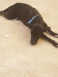 preta 