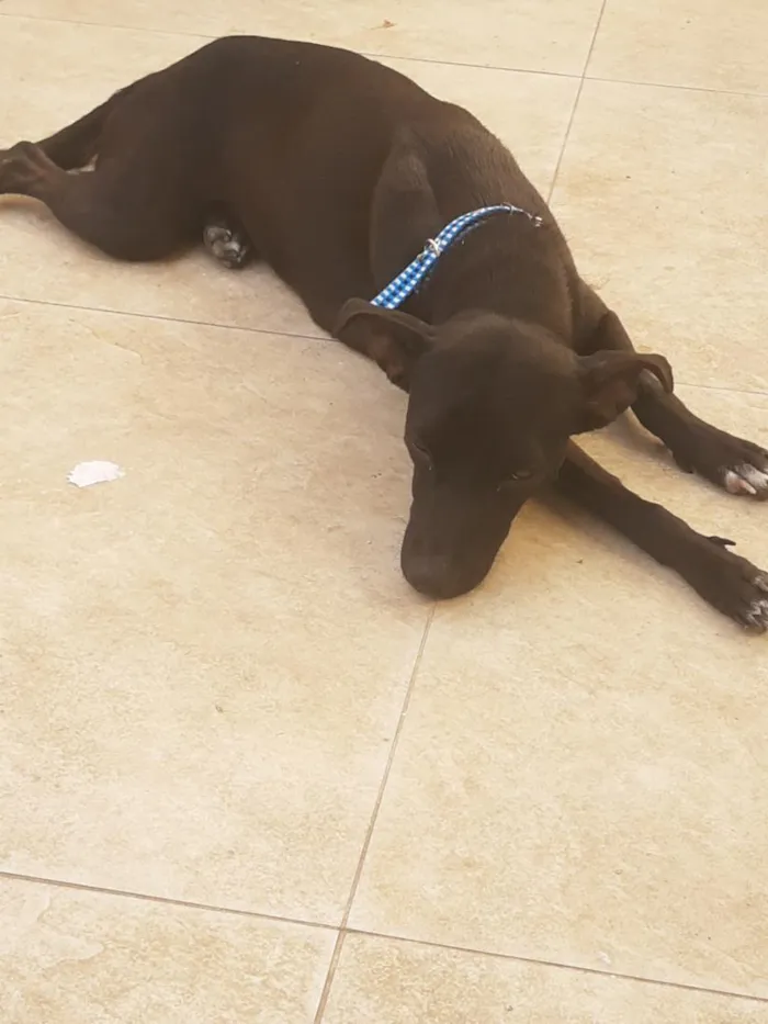 Cachorro raça SRD-ViraLata idade 7 a 11 meses nome preta 