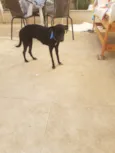preta 