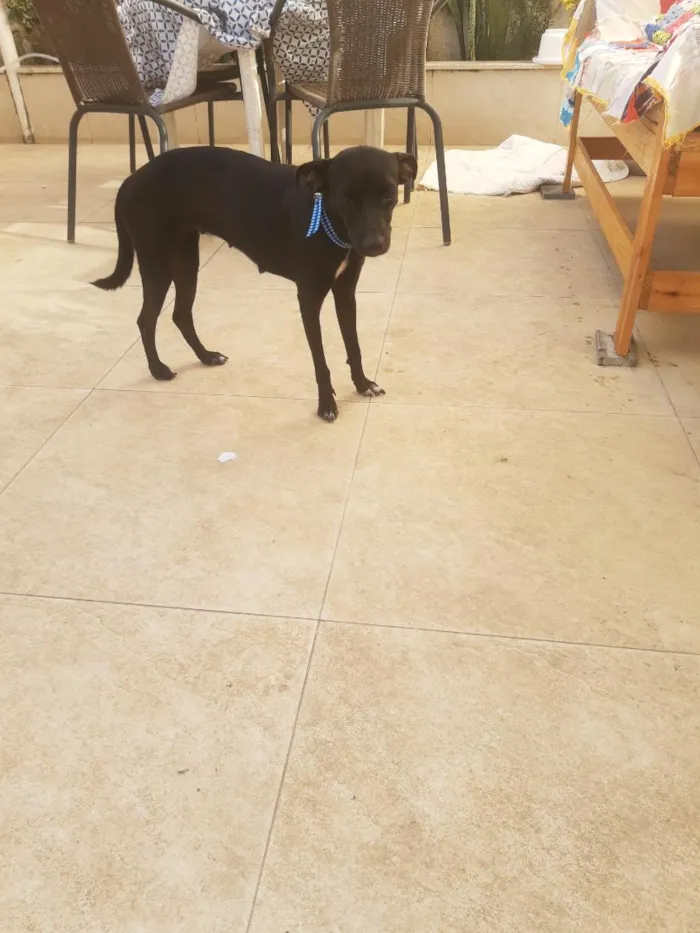 Cachorro raça SRD-ViraLata idade 7 a 11 meses nome preta 