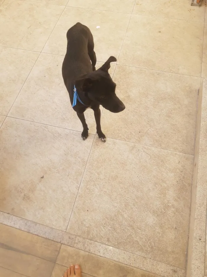 Cachorro raça SRD-ViraLata idade 7 a 11 meses nome preta 