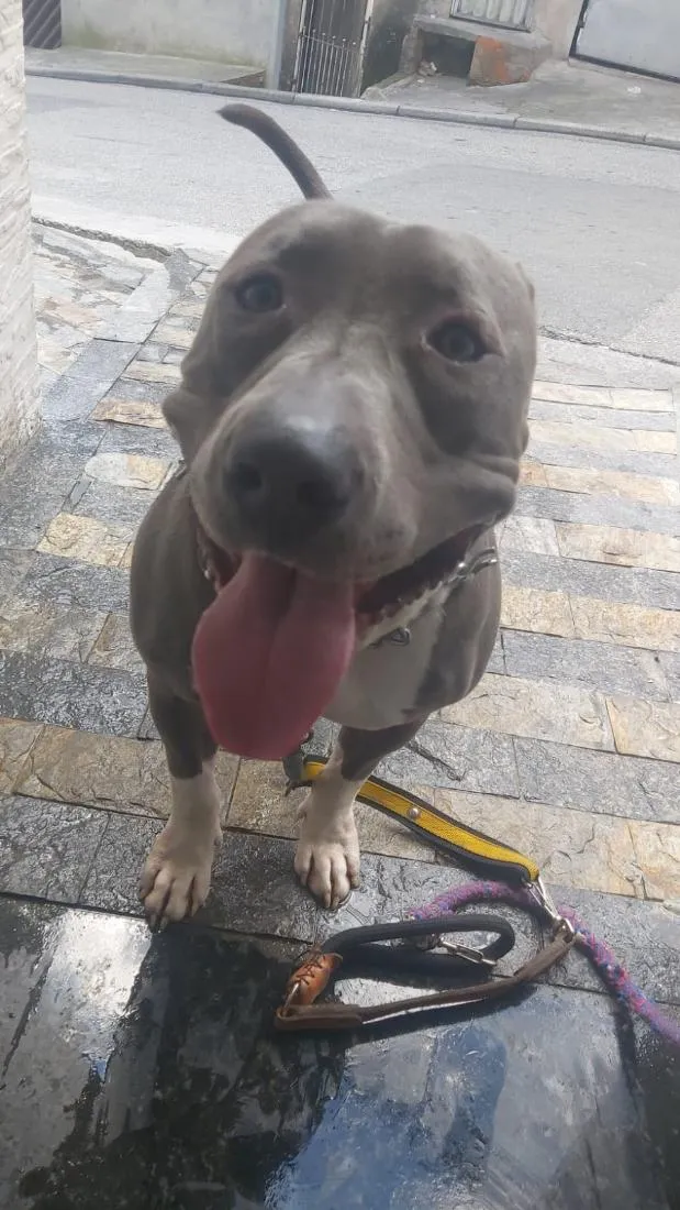 Cachorro raça Pit-Bull idade 2 anos nome Vilao