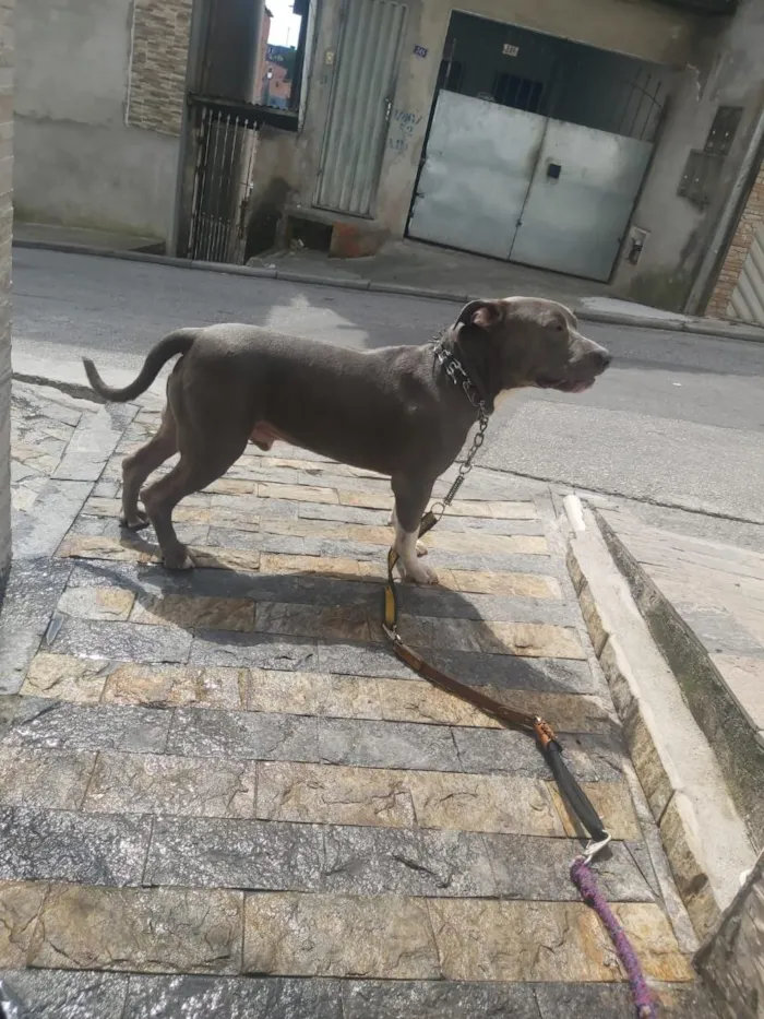 Cachorro raça Pit-Bull idade 2 anos nome Vilao