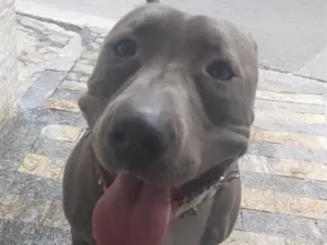 Cachorro raça Pit-Bull idade 2 anos nome Vilao