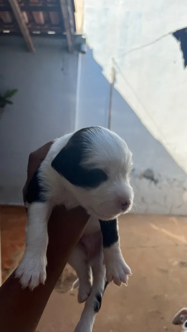 Cachorro raça SRD-ViraLata idade Abaixo de 2 meses nome Ainda não tem nomes 