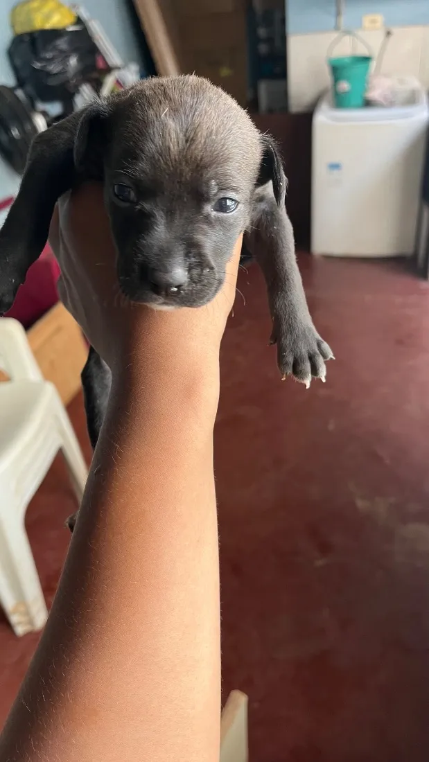 Cachorro raça SRD-ViraLata idade Abaixo de 2 meses nome Ainda não tem nomes 