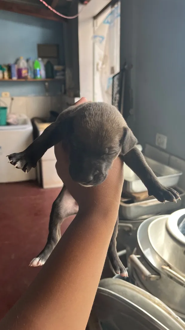 Cachorro raça SRD-ViraLata idade Abaixo de 2 meses nome Ainda não tem nomes 