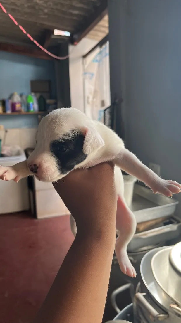 Cachorro raça SRD-ViraLata idade Abaixo de 2 meses nome Ainda não tem nomes 