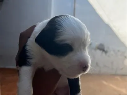 Cachorro raça SRD-ViraLata idade Abaixo de 2 meses nome Ainda não tem nomes 
